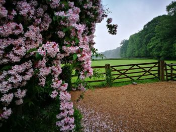 Flowers on tree