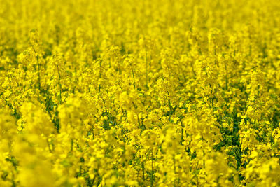 Scenic view of oilseed rape field