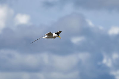 Low angle view of bird flying against cloudy sky