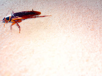 Close-up of red crab