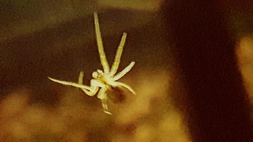 Close-up of insect on flower