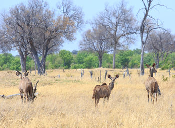 View of sheep on field