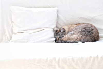 Cat resting on bed