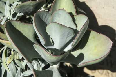 Close-up of succulent plant