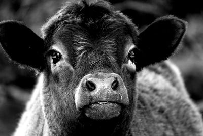 Close up of a calf with a wet nose 