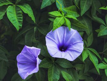 Close-up of purple flowering plant