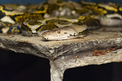 Close-up of a lizard on wood