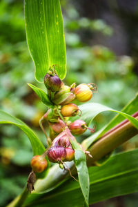 Close-up of flower buds on plant