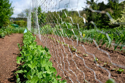 Plants growing in garden