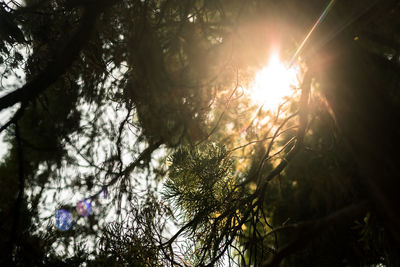 Low angle view of trees in forest