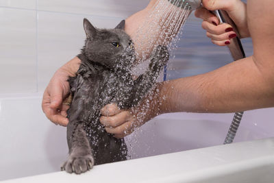 Cropped hands of woman assisting man in bathing kitten at home