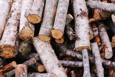 Close-up of logs in forest