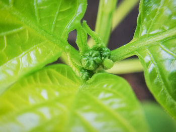 Close-up of fresh green leaves