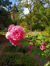 Close-up of pink rose roses