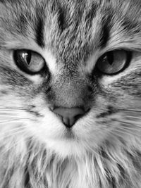 Full frame shot of pixie-bob