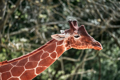 One of the giraffes of the wild place project