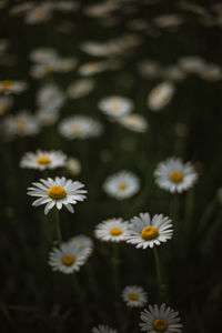 Close-up of white daisy flowers