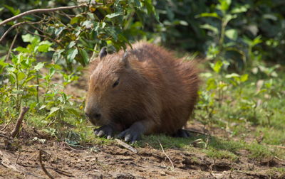 Head on portrait of capybara hydrochoerus hydrochaeris  feeding on grass pampas del yacuma, bolivia.