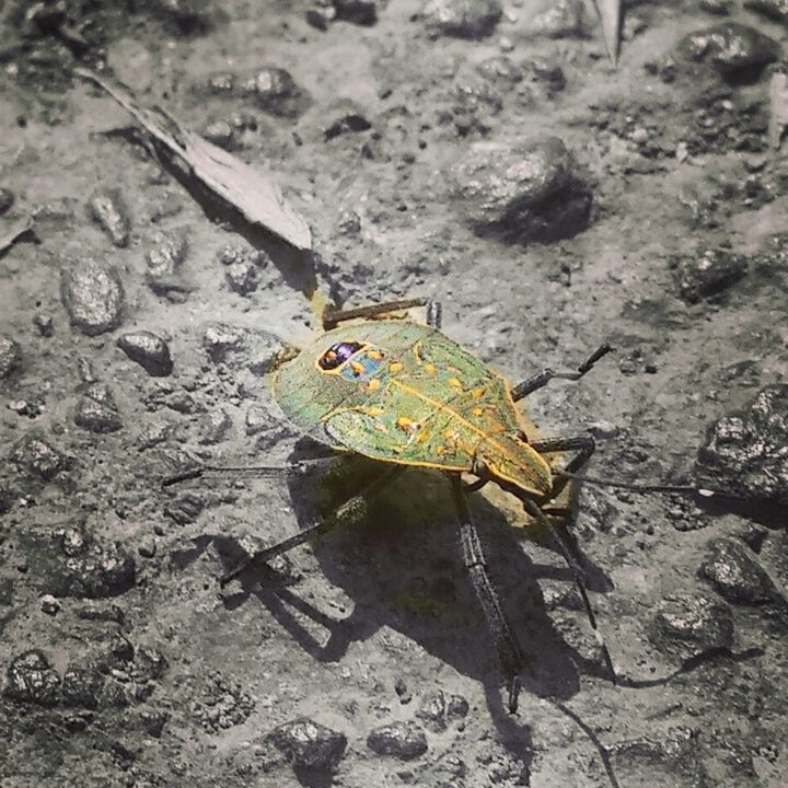 one animal, animals in the wild, animal themes, wildlife, insect, close-up, butterfly - insect, leaf, focus on foreground, nature, high angle view, butterfly, full length, yellow, outdoors, animal antenna, natural pattern, day, beauty in nature, animal markings