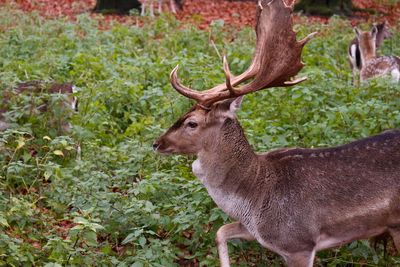 Side view of deer standing on field