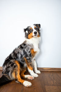 Portrait of dog sitting on hardwood floor