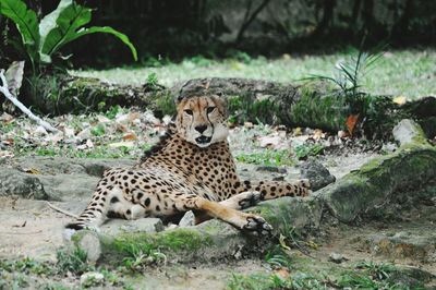 Cheetah resting on field