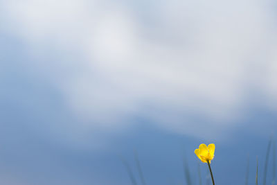 Close-up of yellow flowering plant against sky