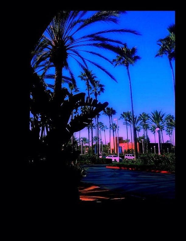 palm tree, tree, silhouette, car, sky, blue, street, road, clear sky, transportation, land vehicle, growth, building exterior, tree trunk, built structure, illuminated, city, outdoors, auto post production filter, low angle view