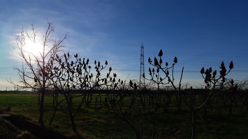 Plants growing on field against sky