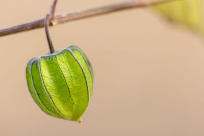 Close-up of green leaf