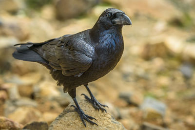 Close-up of bird perching on rock