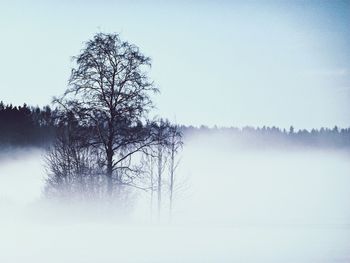 Tree by water against clear sky