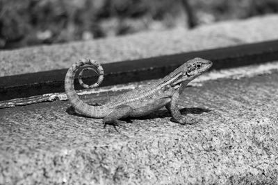 Close-up of a lizard on rock