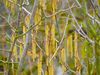 Close-up of tree branch