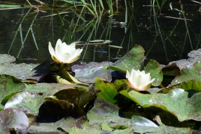 Close-up of water lily in lake