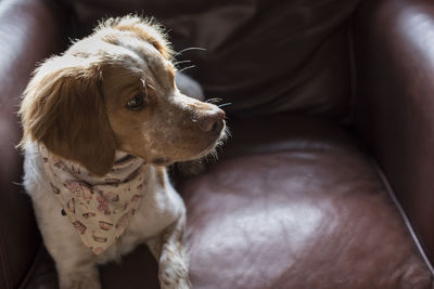 Dog looking away