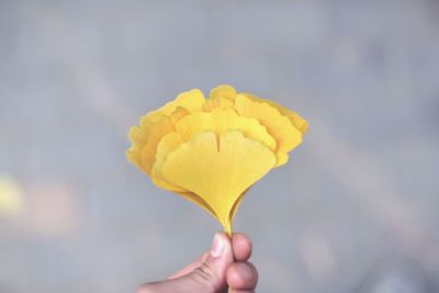 Close-up of cropped hand holding flower