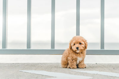 Portrait of dog sitting outdoors