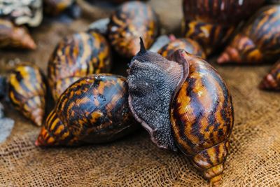 Close-up of shells on table