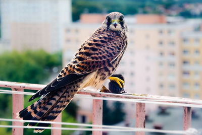 Close-up of kestrel perching outdoors