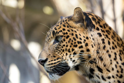 Close-up of a cat looking away