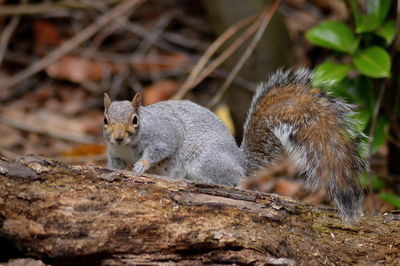 Squirrel sitting on a land