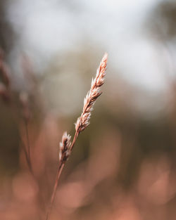 Close-up of dry plant on field