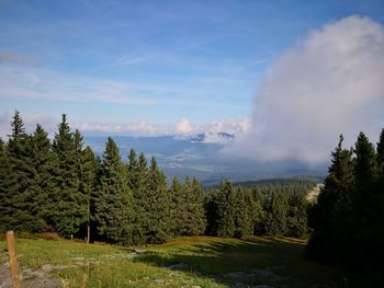 Scenic view of forest against sky