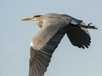 Low angle view of a bird flying