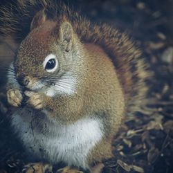 Close-up of squirrel on field