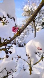 Low angle view of apple blossoms in spring