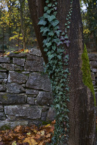 Close-up of moss growing on tree trunk