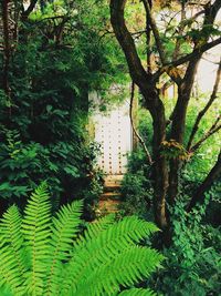 Trees in forest