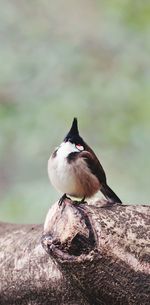 Close-up of bird perching on wood